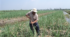 Tìm giải pháp giữ vùng mía nguyên liệu