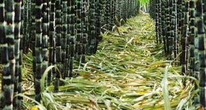 8 quốc gia sản xuất đường nhiều nhất thế giới
