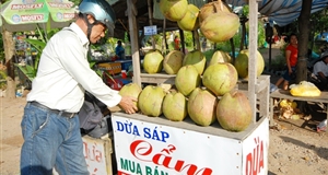 Dừa sáp Trà Vinh luôn hút hàng, giá bán khá cao