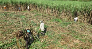 Trồng mía nâng cao chữ đường để tăng thu nhập