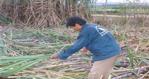Người Bahnar ứng dụng công nghệ trồng trọt trên cánh đồng mẫu lớn để thoát nghèo
