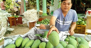 Xuất khẩu xoài tăng nhanh