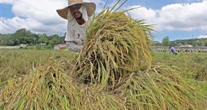 Dự trữ gạo Philippines đạt 2,63 triệu tấn trong tháng 4