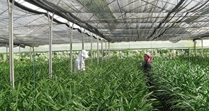 Bài toán tăng giá trị nông sản: Công nghệ là lời giải