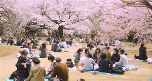 Lần đầu tiên tổ chức lễ hội Hanami tại Đà Nẵng