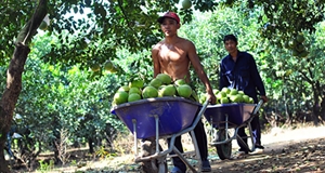 Tour du lịch trên sông Đồng Nai: Đánh thức vùng đặc sản nông nghiệp