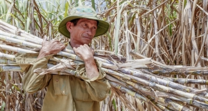 Cultivation of sweet sugar cane