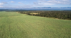 Sugar cane cultivation in Laos - An interesting opportunity for Vietnamese farmers?