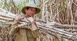 It is a crop that brings joy to the farmers of Khanh Hoa after 5 years of struggle