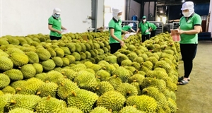 80% of Vietnamese Agricultural products have not built a brand